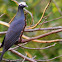 White-crowned pigeon