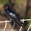 Barn Swallow; Golondrino Común
