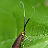 Southern longhorn moth