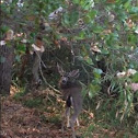 Black Tailed Deer
