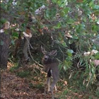 Black Tailed Deer