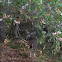 Black Tailed Deer