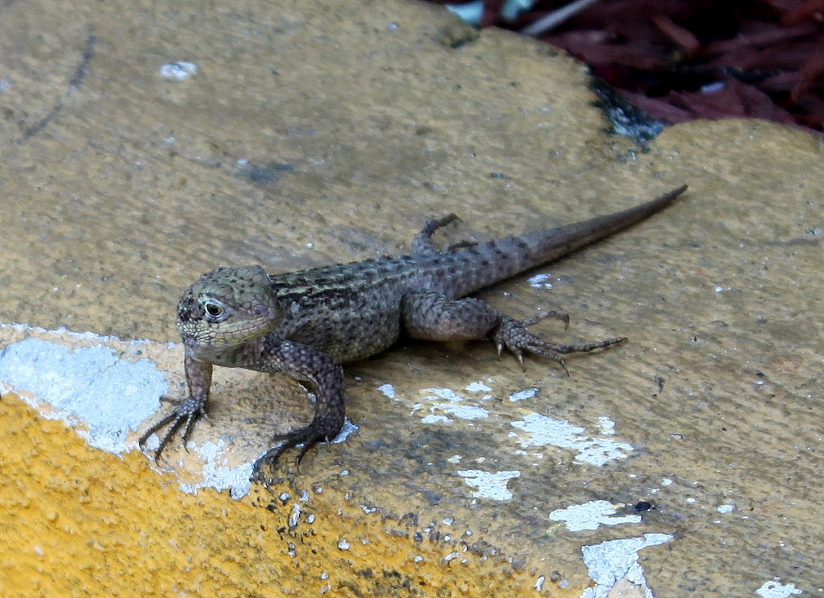 Northern Curly-Tailed Lizard