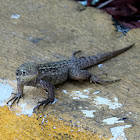 Northern Curly-Tailed Lizard