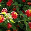 Lantana