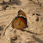 Daniad Eggfly