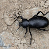 Desert Ground Beetle