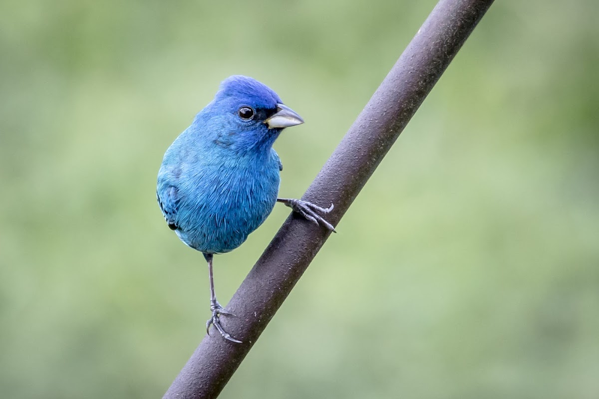 Indigo Bunting