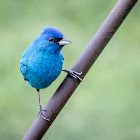 Indigo Bunting