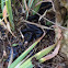 Eastern Rat Snake