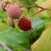 Thimbleberry Plant