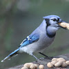 Blue Jay