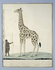 Giraffa camelopardalis (Giraffe)