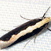 Gelechioidea