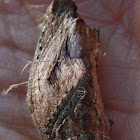 Genus Papilio