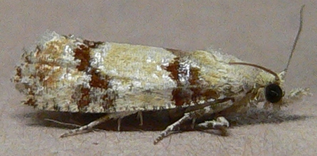 Subtropical Pine Tip Moth