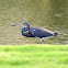 Tricolored Heron