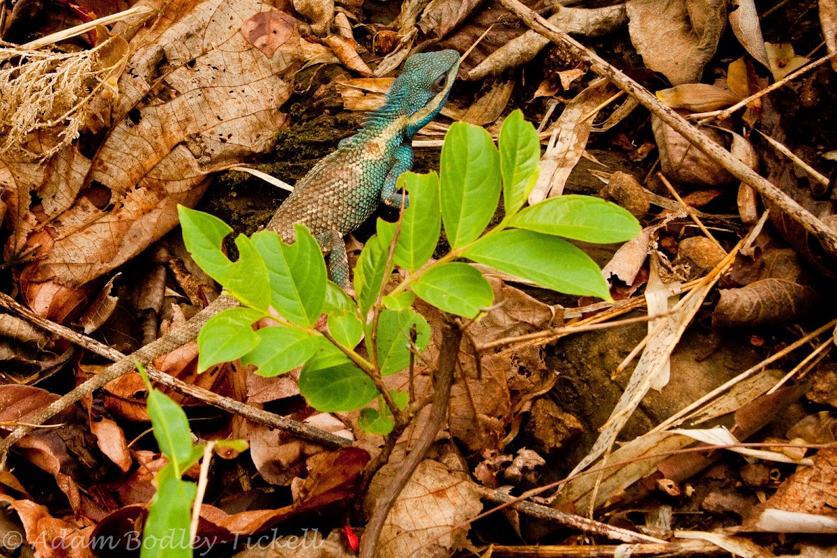 Indo-Chinese Forest Lizard (Female)