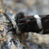 Buck Moth