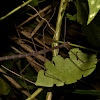 Stick Insect - Female