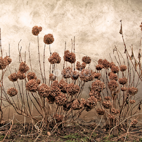 Steamflowers by Goran Lee - Artistic Objects Still Life