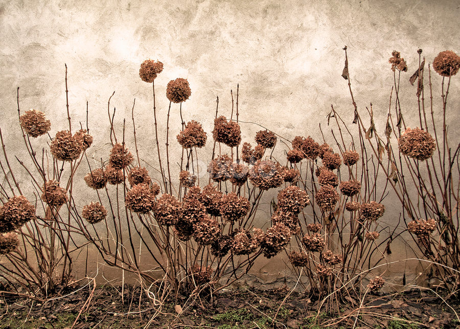 Steamflowers by Goran Lee - Artistic Objects Still Life