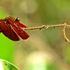Red-winged Dragonfly