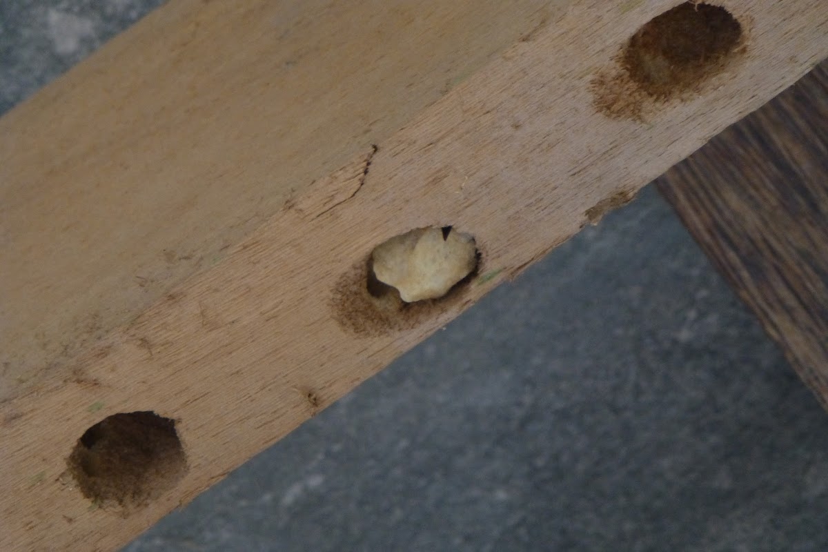 Carpenter Bee nest