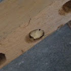 Carpenter Bee nest