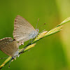 Common grass blue