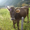 Cow (brown cattle)