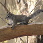 Pine Squirrel