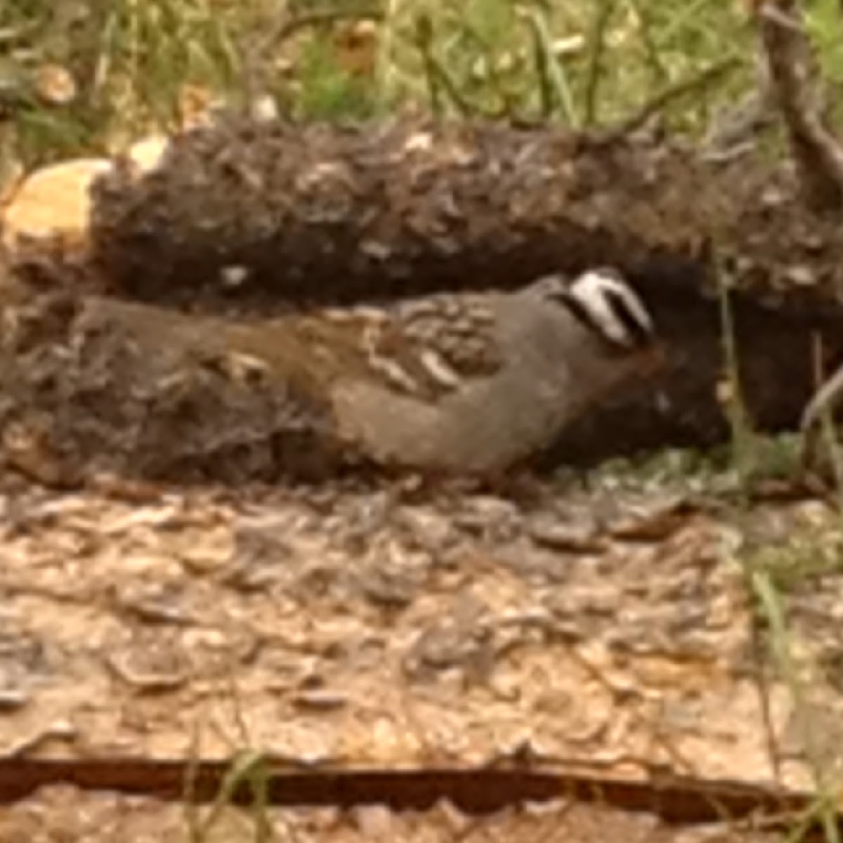 White-crowned Sparow