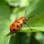 Spotted Asparagus Beetle / Dvanaestotočkasta šparogina zlatica