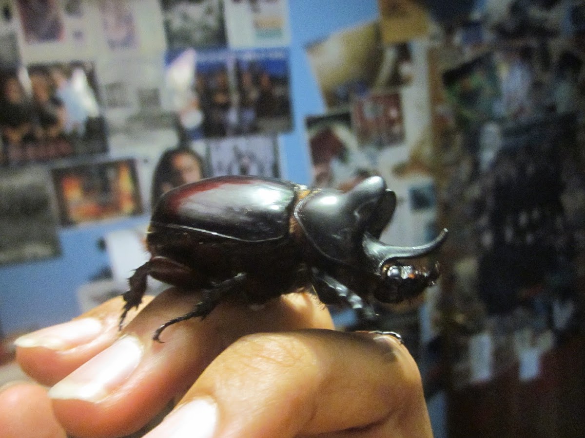 Ox Beetle (Male)