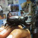 Ox Beetle (Male)