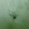 Unidentified Green Weevil