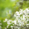 Flowering Dogwood