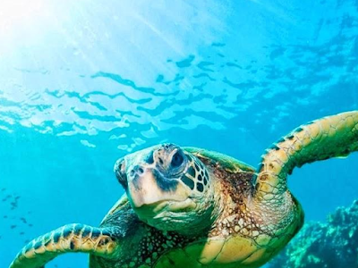 【人気ダウンロード！】 ウミガメ 壁紙 100497-デスクトップ 壁紙 ウミガメ