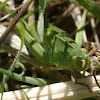 Southern green-striped grasshopper