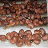 Cashew ( Seeds)