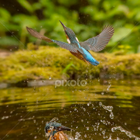 KingFisher, Martin Pescatore, Double by Claudio Massanelli - Animals Birds