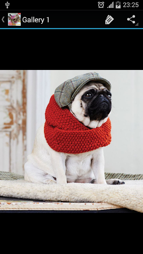 Dog Fashion Ideas