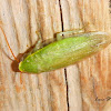 Cuban cockroach or green banana cockroach