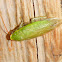 Cuban cockroach or green banana cockroach