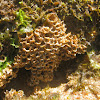 Honeycomb worm