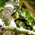 Stripe-breasted Woodpecker=female
