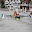 International Rowing Download on Windows