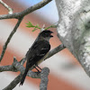 white collared seedeater