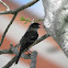 white collared seedeater